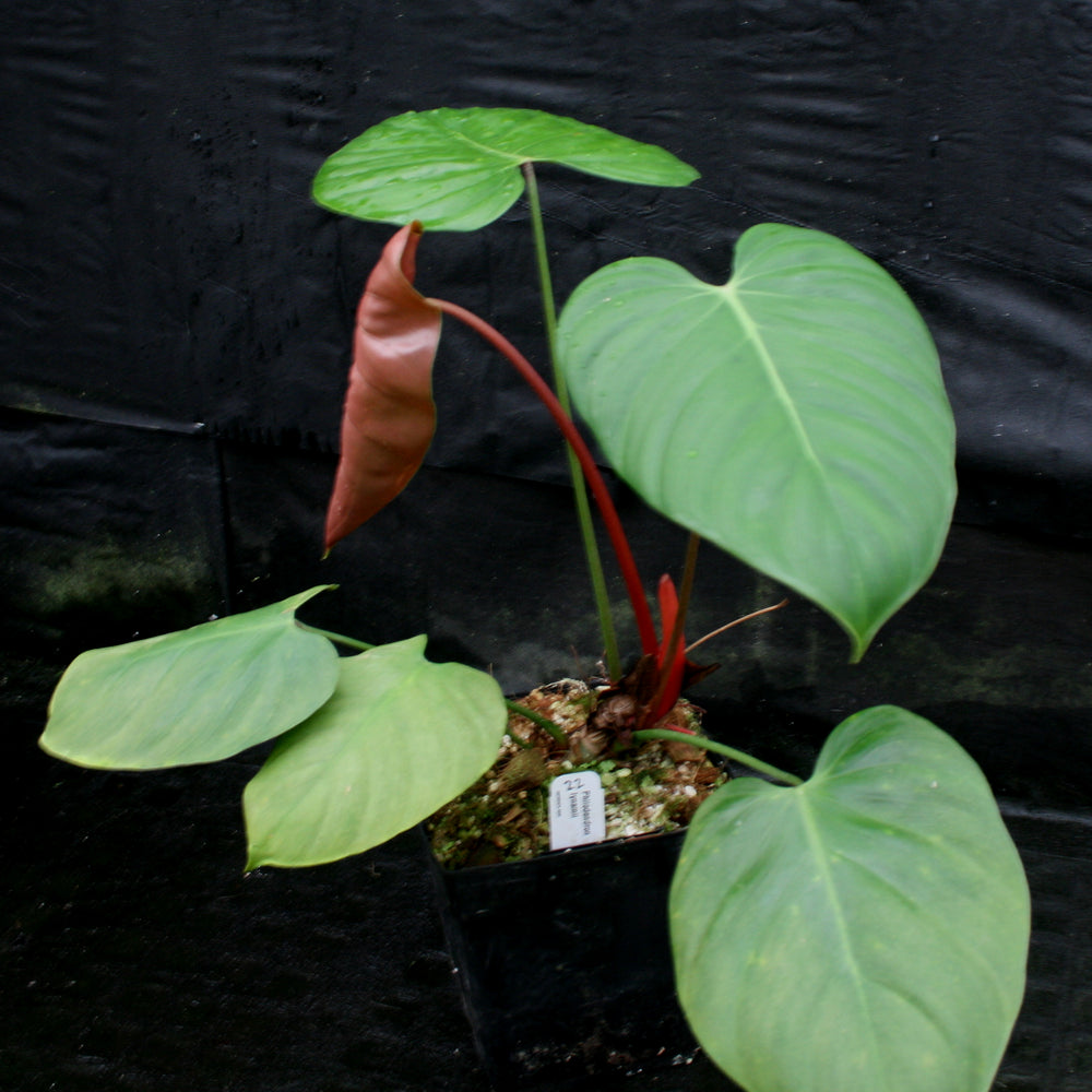 
                      
                        Philodendron lynamii
                      
                    