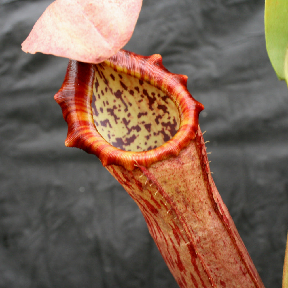 
                      
                        Nepenthes Song of Melancholy, CAR-0129, pitcher plant, carnivorous plant, collectors plant, large pitchers, rare plants 
                      
                    