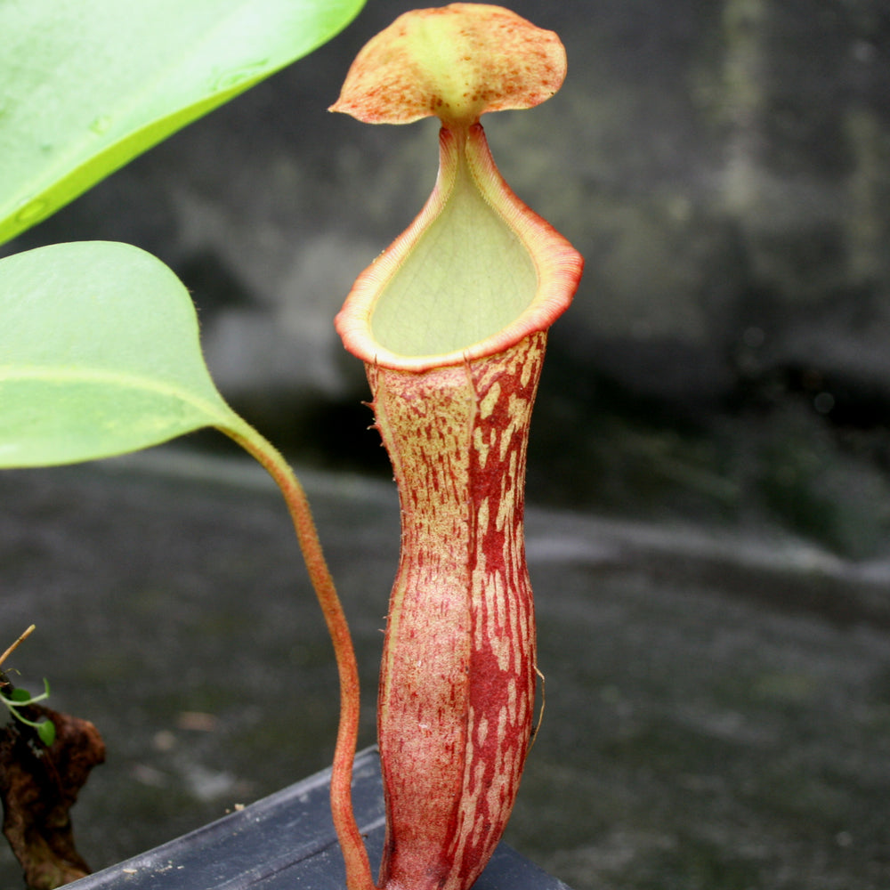 
                      
                        Nepenthes Song of Melancholy, CAR-0129, pitcher plant, carnivorous plant, collectors plant, large pitchers, rare plants 
                      
                    