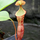 Nepenthes Song of Melancholy, CAR-0129, pitcher plant, carnivorous plant, collectors plant, large pitchers, rare plants 