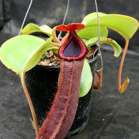 Close-up of a deep red Nepenthes truncata pitcher with ribbed peristome and small lid