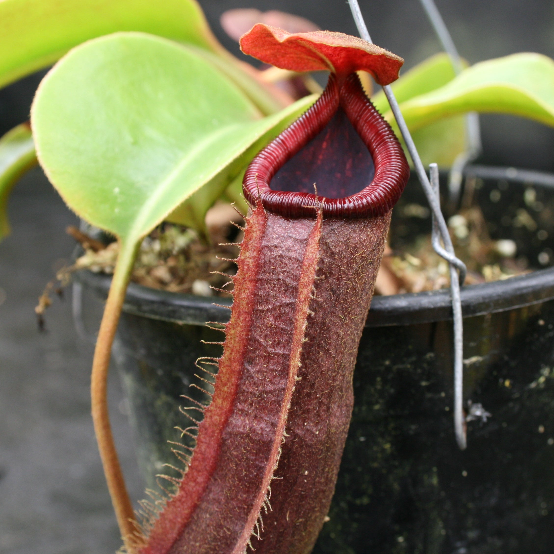 パクノダ Nepenthes truncata (d) x [(ventricosa x sibuyanensis) x