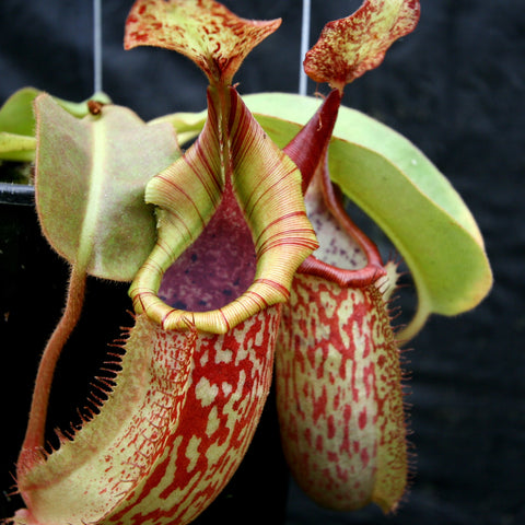 Nepenthes veitchii Big Mama x maxima pitcher with pale green body red speckles and a striped curled peristome