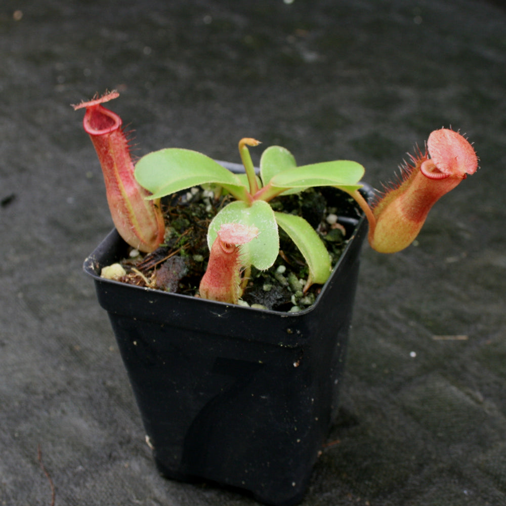 
                      
                        Nepenthes truncata (d) x [(ventricosa x sibuyanensis) x Trusmadiensis], CAR-0173
                      
                    