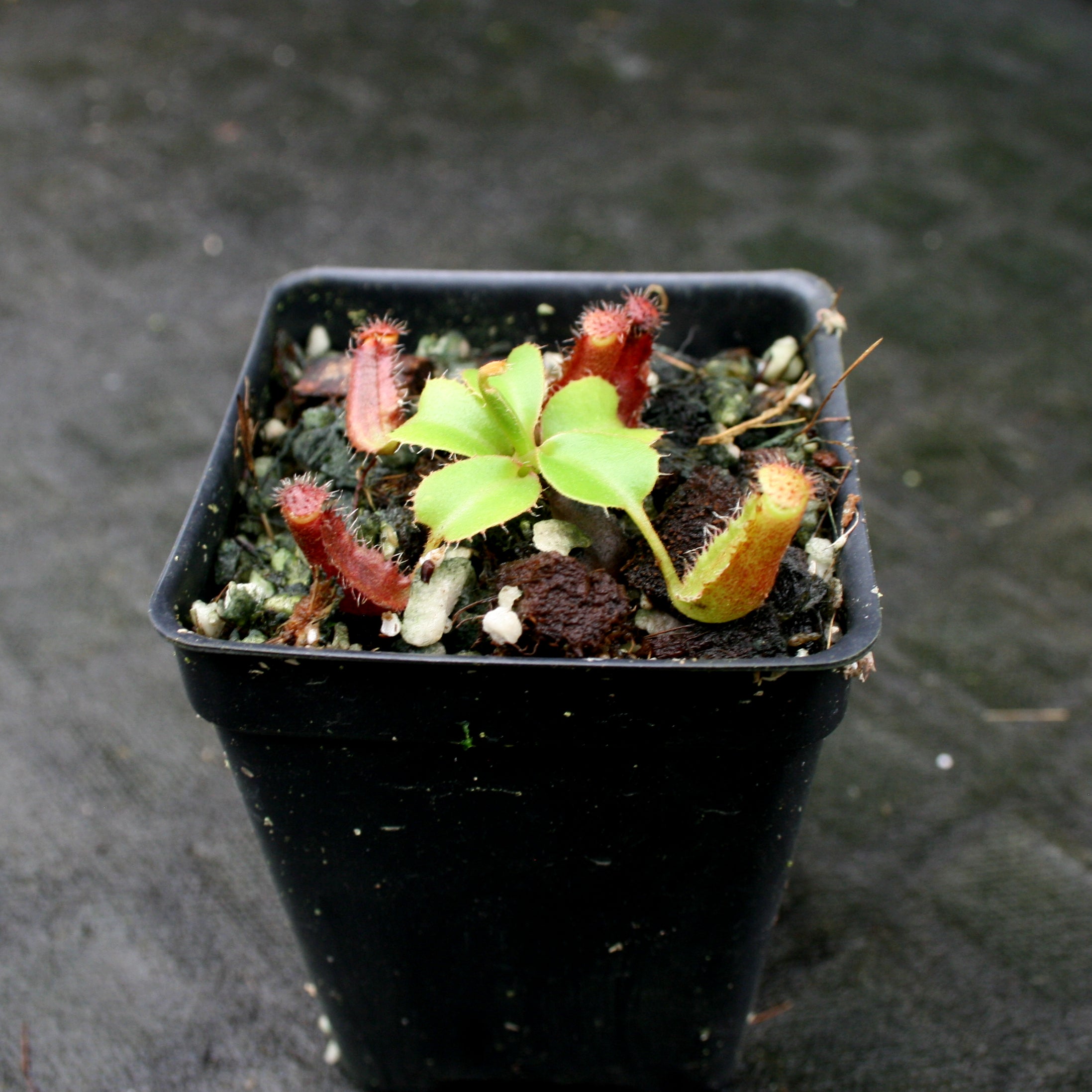 Nepenthes truncata (d) x [(ventricosa x sibuyanensis) x