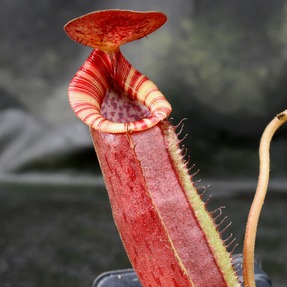 
                      
                        Nepenthes (spathulata x spectabilis) "BE Best" x lowii, CAR-0065, pitcher plant, carnivorous plant, collectors plant, large pitchers, rare plants 
                      
                    
