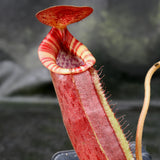 Nepenthes (spathulata x spectabilis) "BE Best" x lowii, CAR-0065