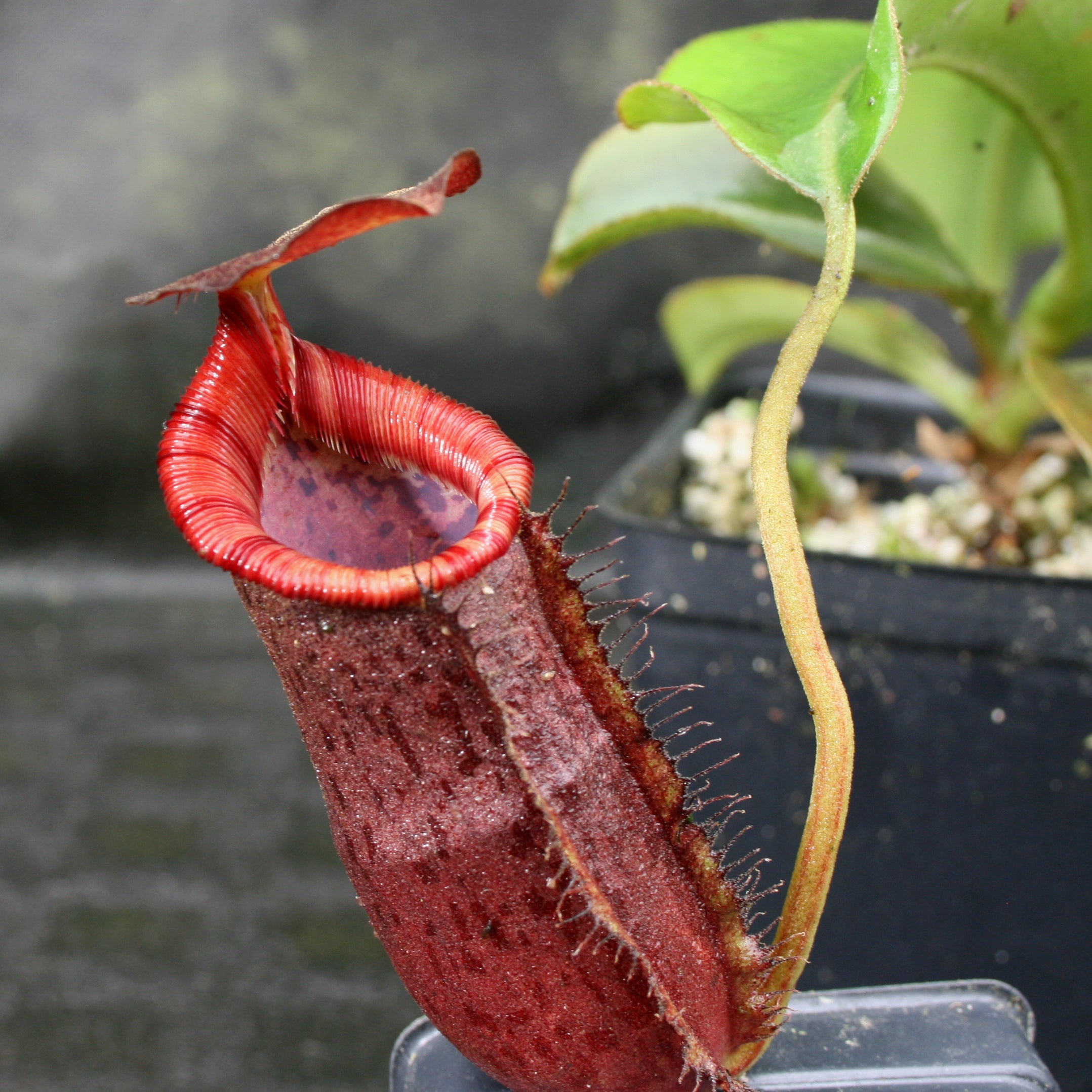 Nepenthes (spathulata x spectabilis) 
