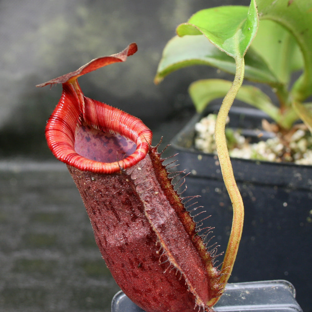 
                      
                        Nepenthes (spathulata x spectabilis) "BE Best" x lowii, CAR-0065, pitcher plant, carnivorous plant, collectors plant, large pitchers, rare plants 
                      
                    