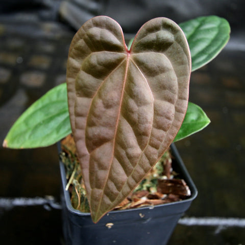 Burgundy heart shaped Anthurium leaf with prominent veins in a small pot