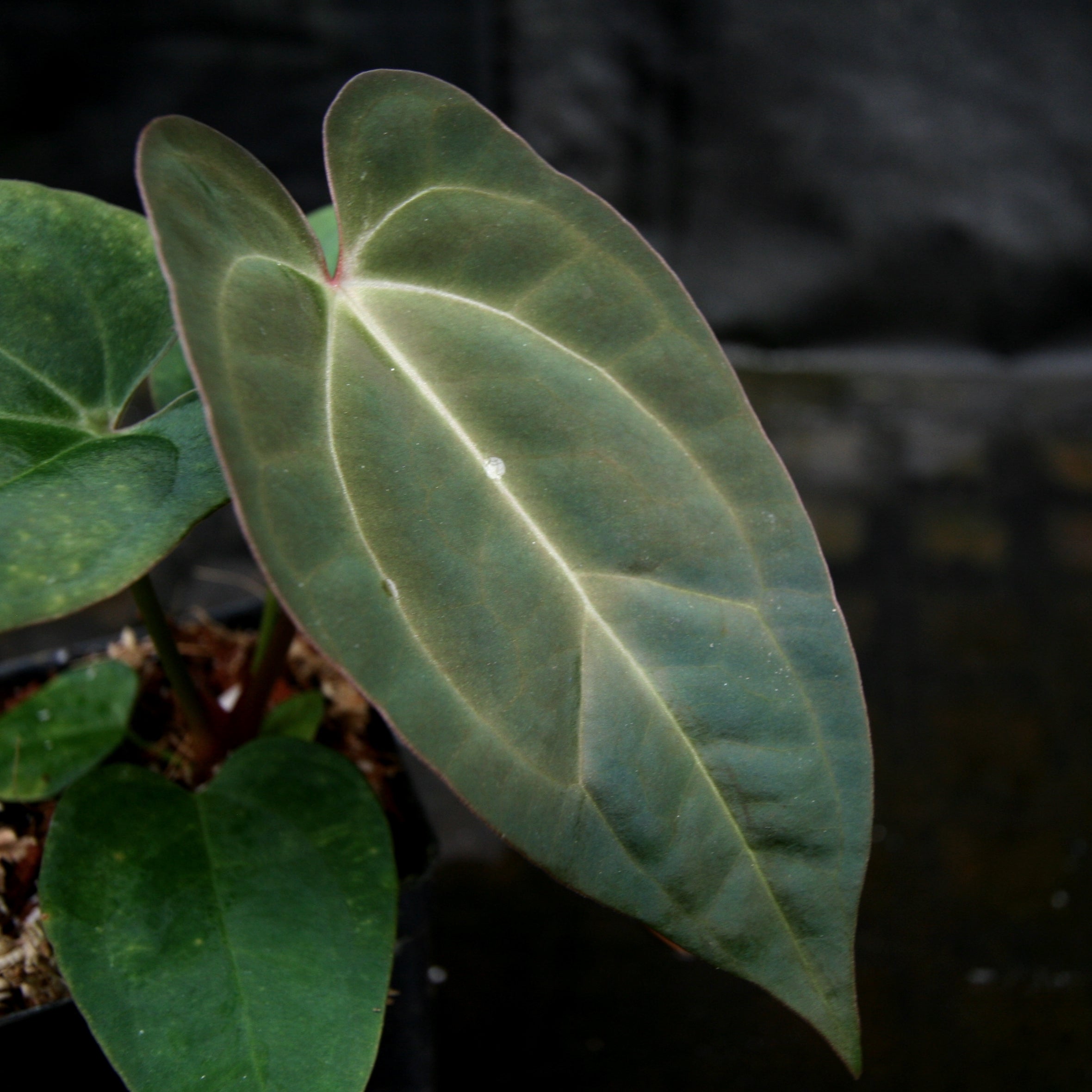 Anthurium crystallinum Dark x papillilaminum, CAR-0241 – Carnivero