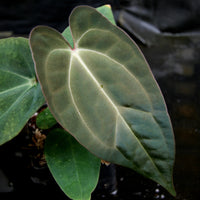 Anthurium crystallinum Dark x papillilaminum, CAR-0241