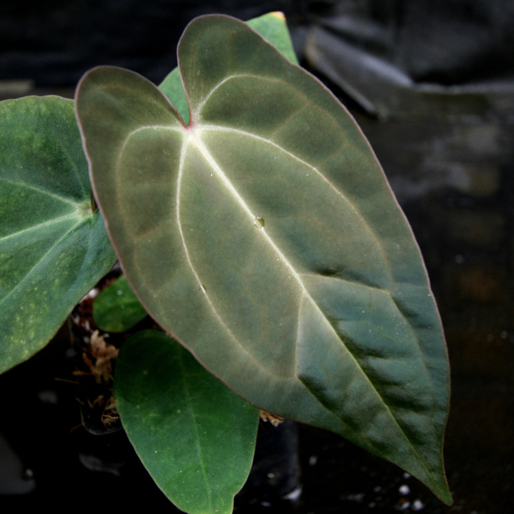 
                      
                        Anthurium crystallinum Dark x papillilaminum, CAR-0241 - wholesale
                      
                    