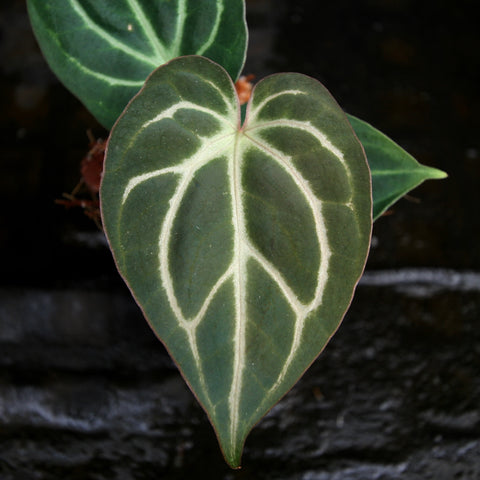 Close up of Anthurium magnificum crystallinum carlablackiae leaf with dark green surface and bright white veins