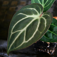 Anthurium (magnificum x crystallinum ) x carlablackiae, CAR-0248