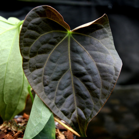 Dark purple black Anthurium forgetii x debilis leaf with pale venation