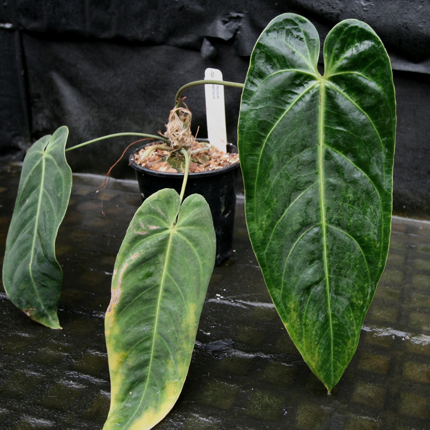 anthurium metaphysics Anthurium metallicum