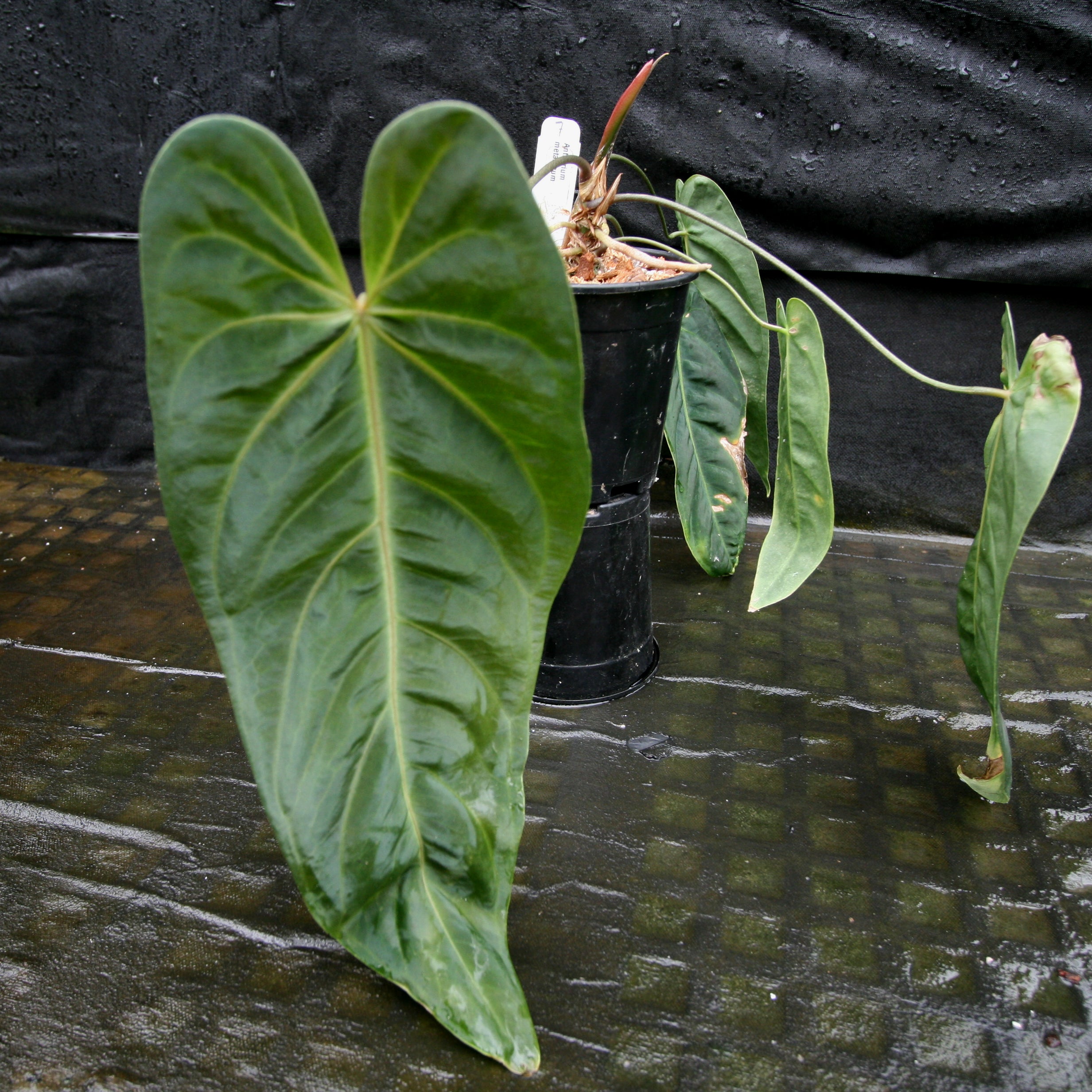 Anthurium metallicum - Exact Plant – Carnivero