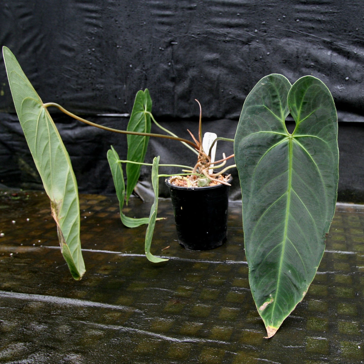 anthurium large leaves Anthurium metallicum