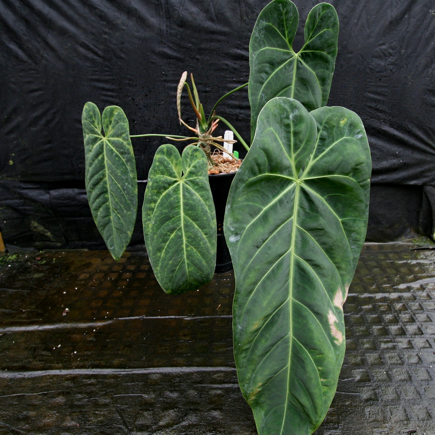 anthurium metallicum Anthurium metallicum