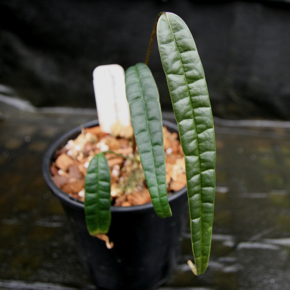 
                      
                        Anthurium cutucuense
                      
                    