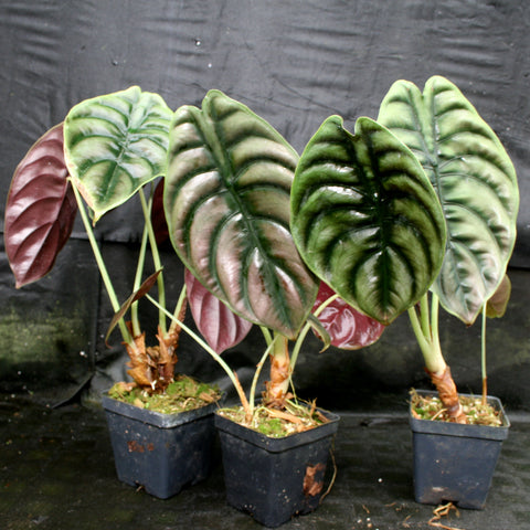 Alocasia cuprea Red Secret Jewel Alocasia with large glossy heart shaped leaves and bold venation