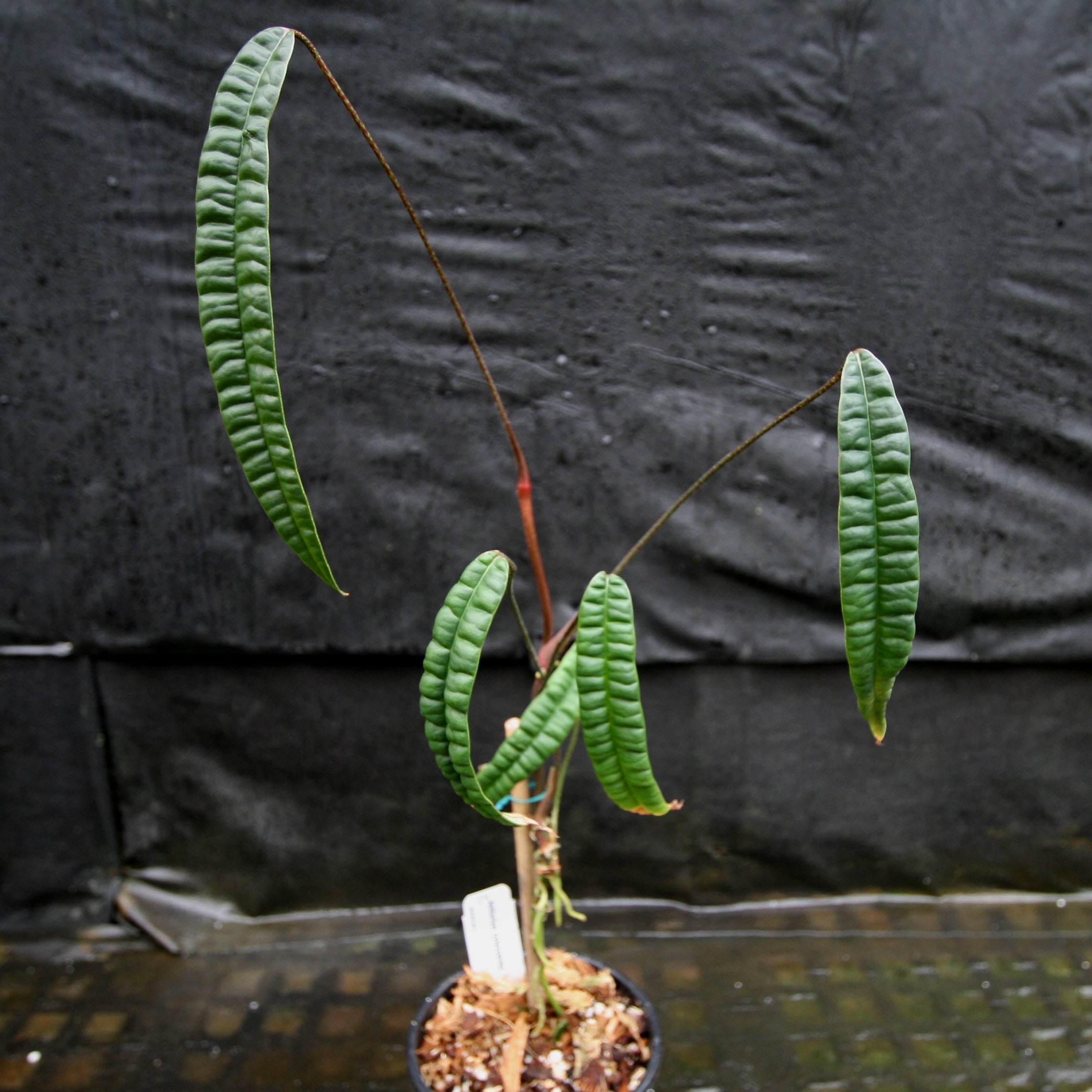 超レアなAnthurium cutucuense クトゥクエンセ 【公式通販】