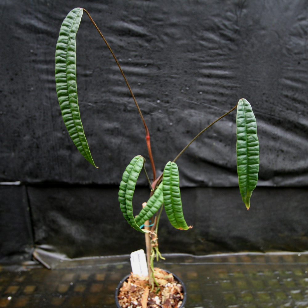 
                      
                        Anthurium cutucuense
                      
                    