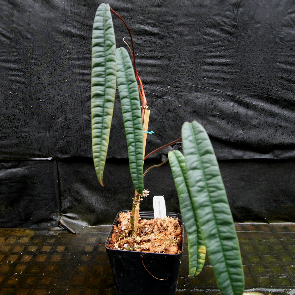 
                      
                        Anthurium cutucuense
                      
                    