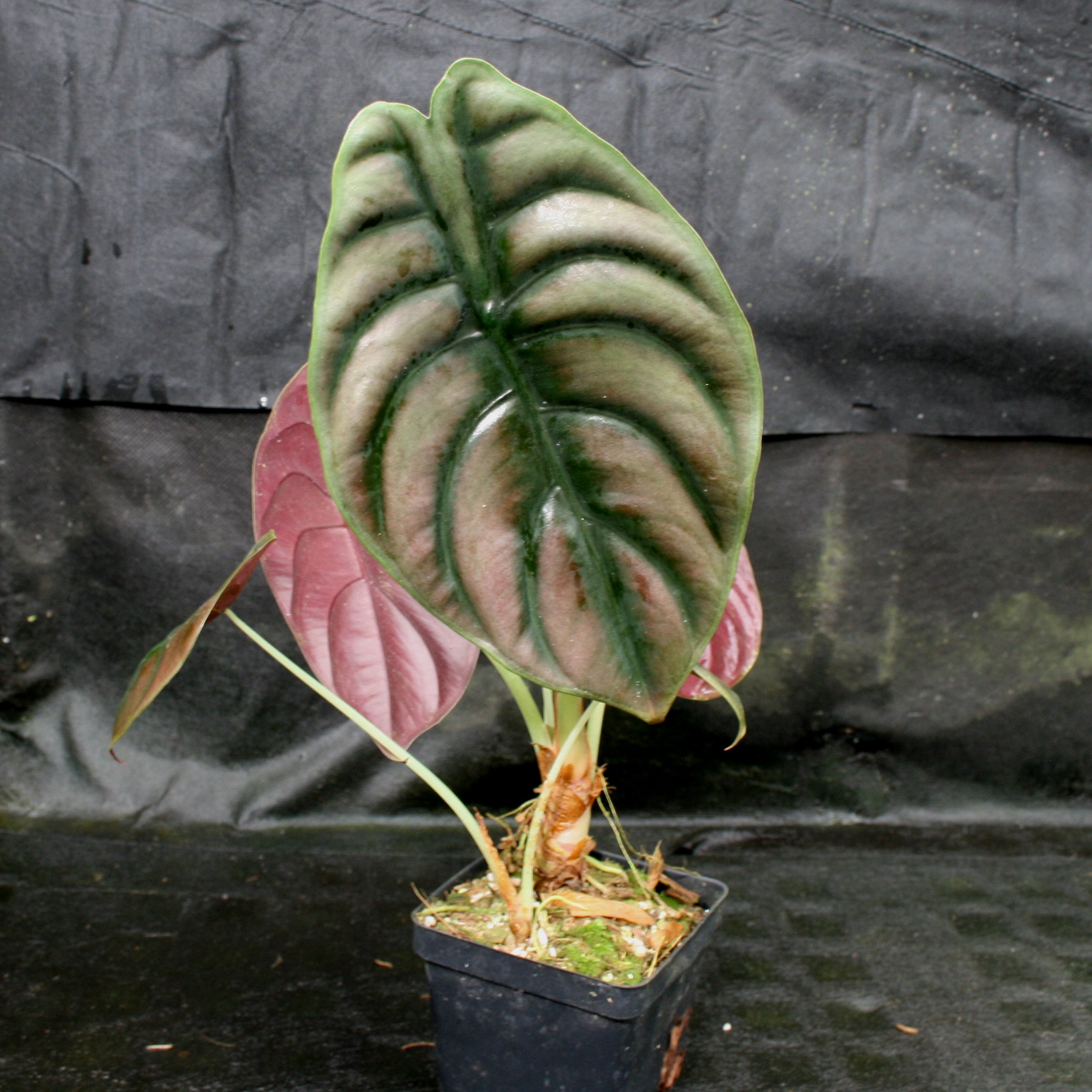 Alocasia cuprea 'Red Secret', Jewel Alocasia – Carnivero