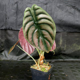 Alocasia cuprea 'Red Secret', Jewel Alocasia