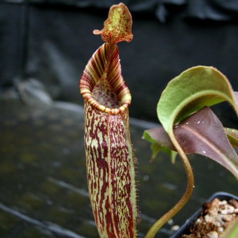 Nepenthes maxima x mollis pitcher plant with tall striped pitcher and a curling leaf beside it in a pot.