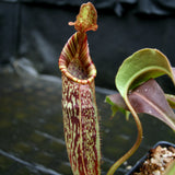 Nepenthes maxima x mollis