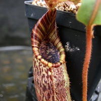 Nepenthes maxima x mollis