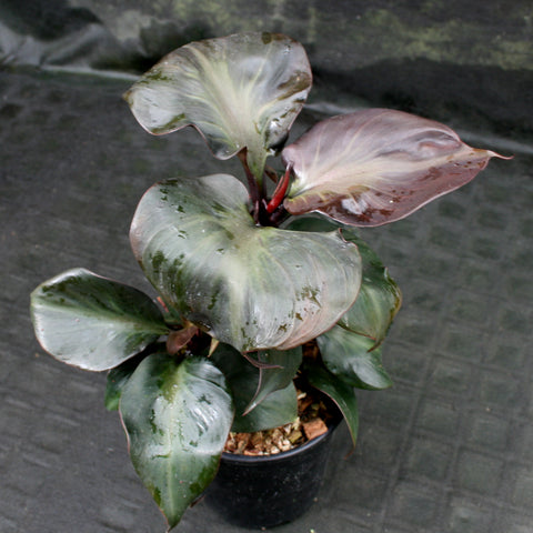 Philodendron Red Heart with glossy green heart shaped leaves and red stems in a black pot.