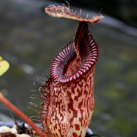 Nepenthes talangensis x hamata BE-4003 pitcher shows a tall mottled tube with a bright red ribbed peristome.