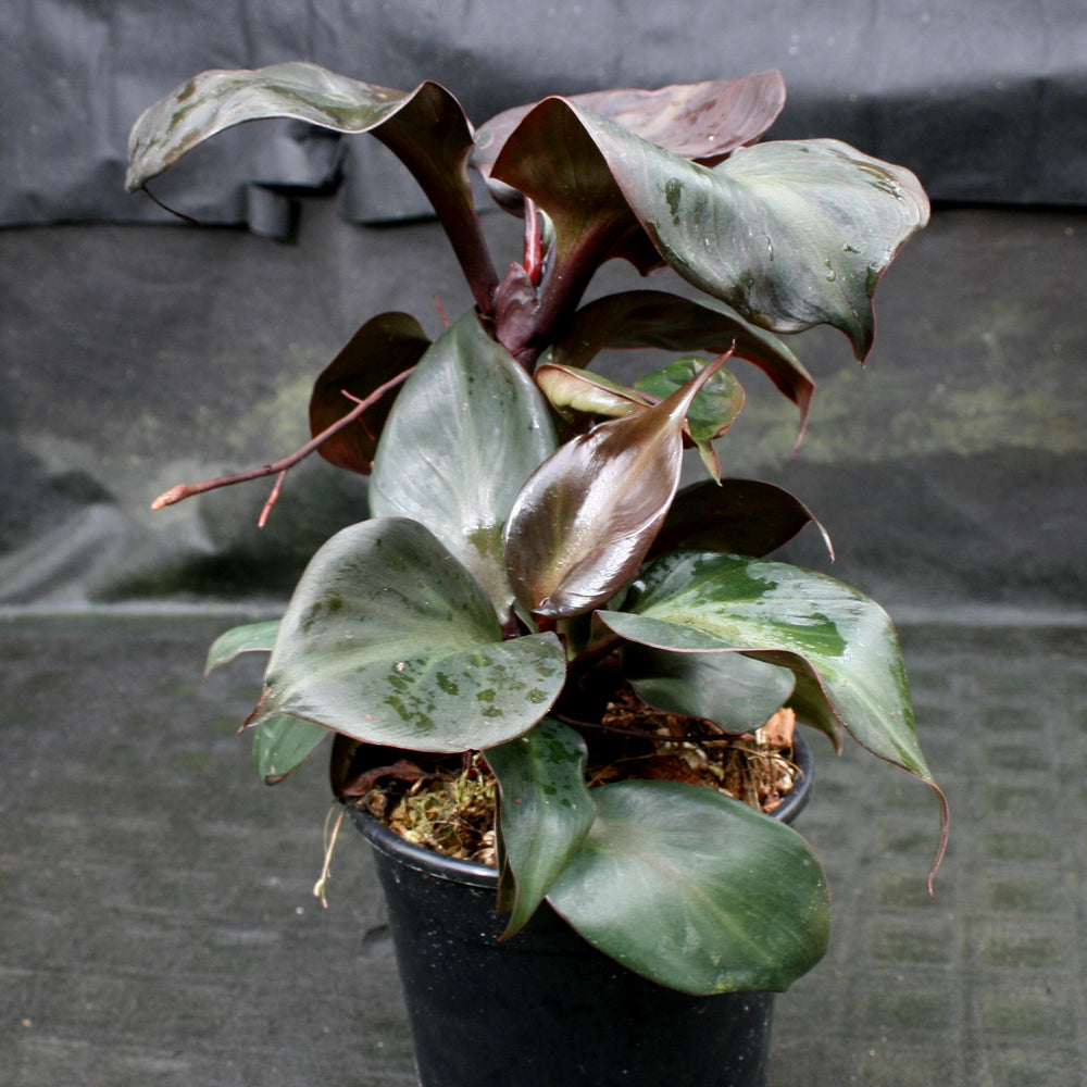 
                      
                        Philodendron Red Heart
                      
                    