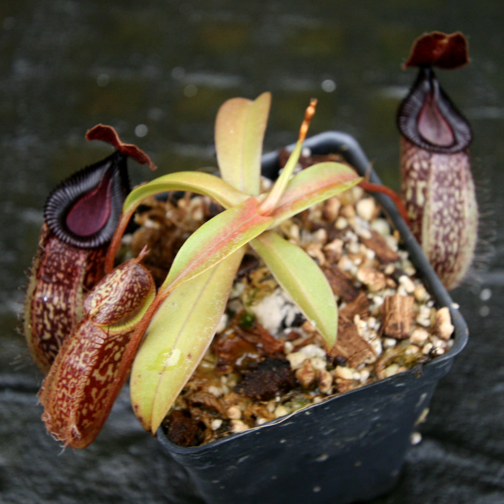 
                      
                        Nepenthes talangensis x hamata, BE-4003
                      
                    