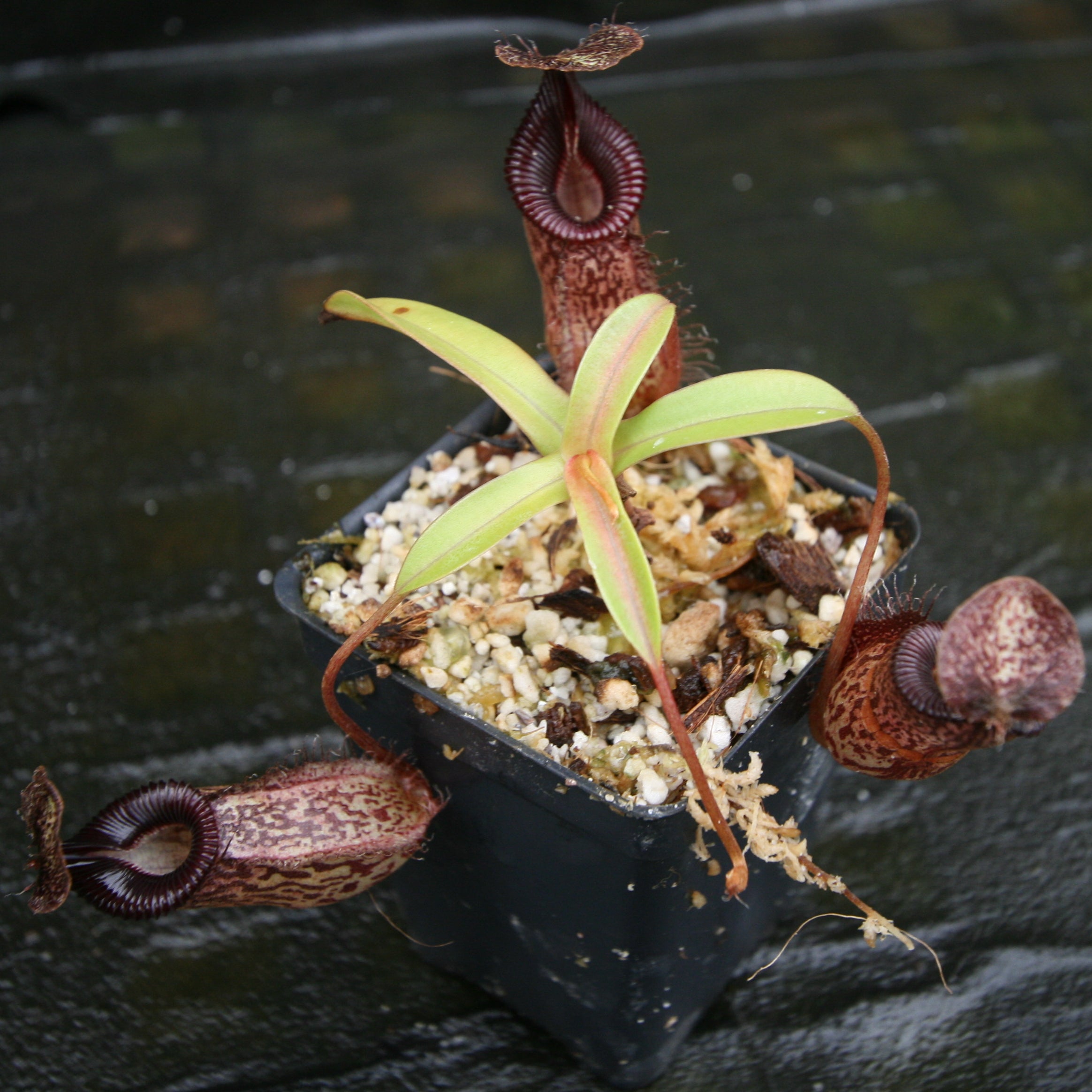 Nepenthes talangensis x hamata, BE-4003 – Carnivero