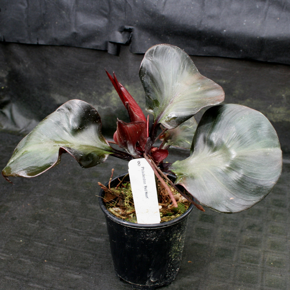 
                      
                        Philodendron Red Heart
                      
                    
