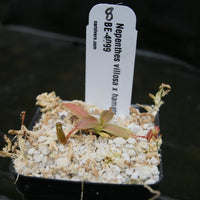 Nepenthes villosa x hamata