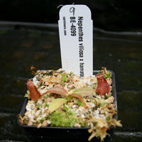 Nepenthes villosa x hamata