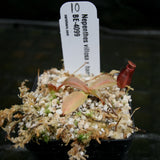 Nepenthes villosa x hamata