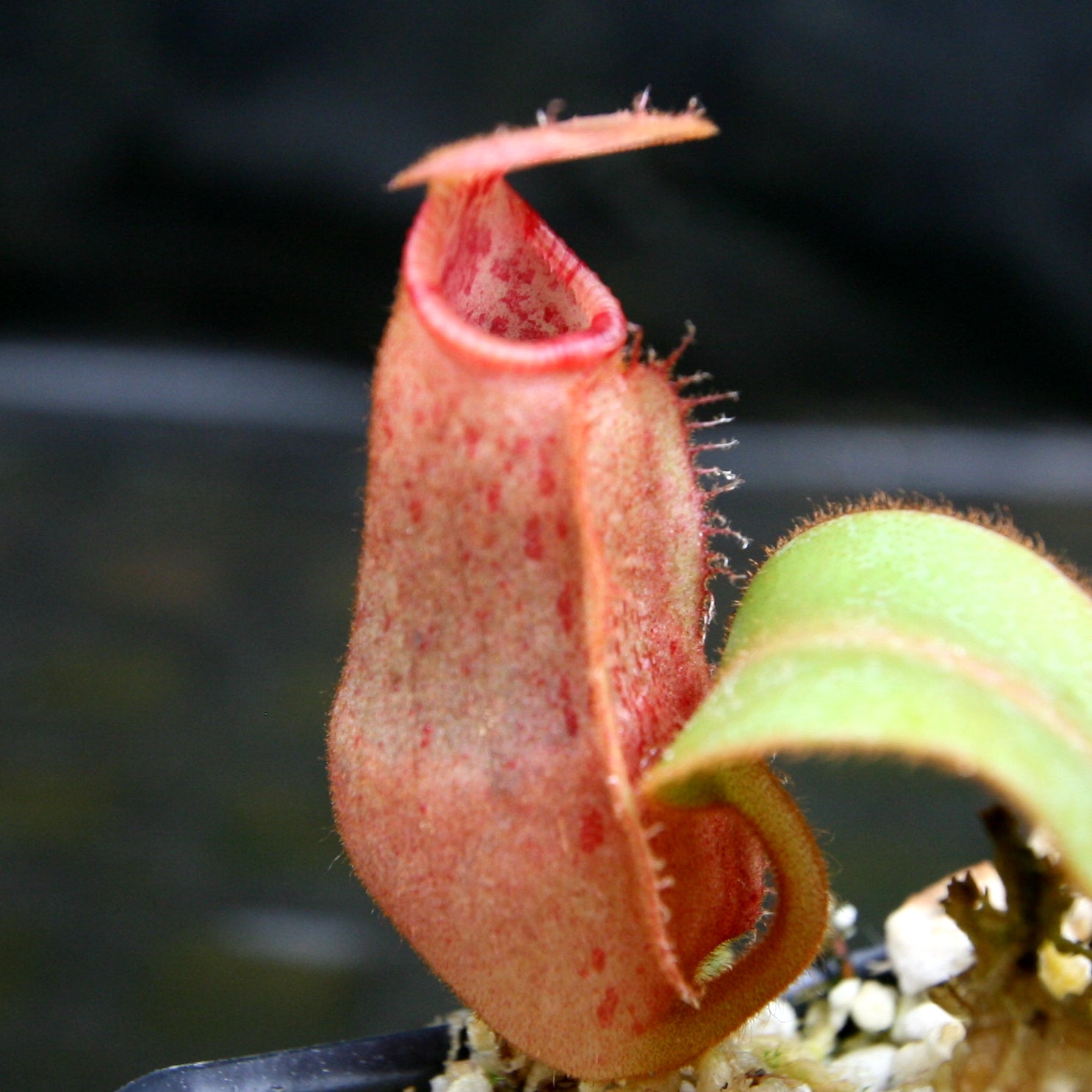 Nepenthes veitchii Candy x Trusmadiensis – Carnivero