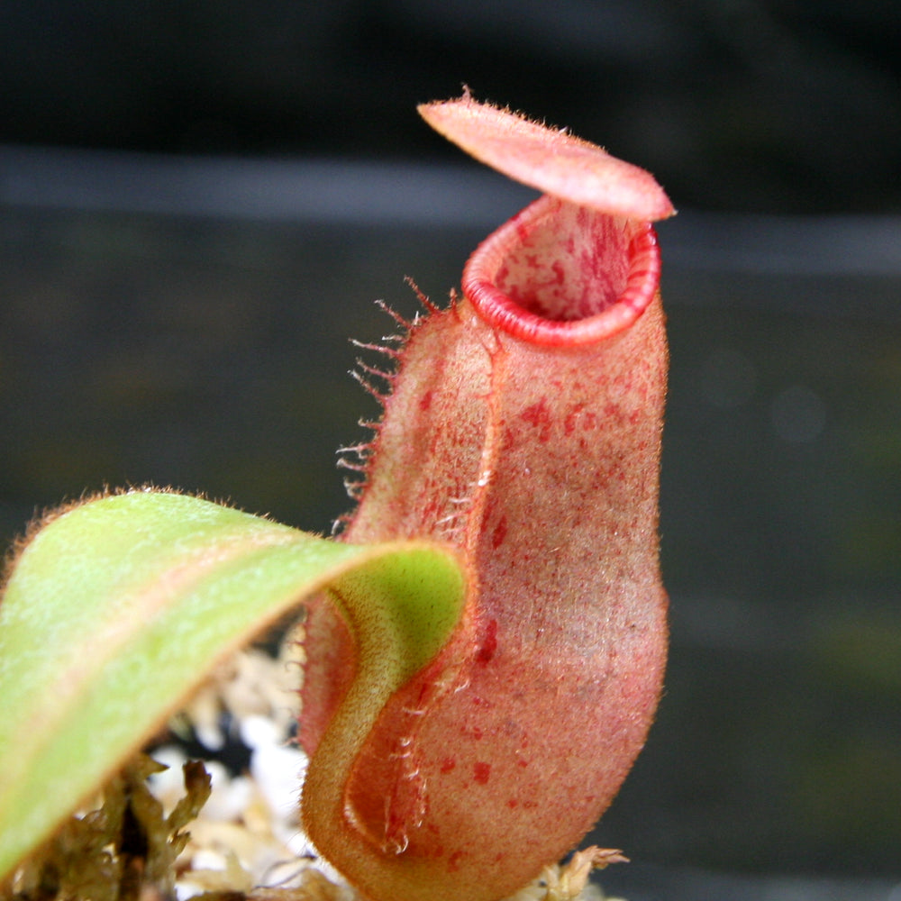 
                      
                        Nepenthes veitchii Candy x Trusmadiensis
                      
                    