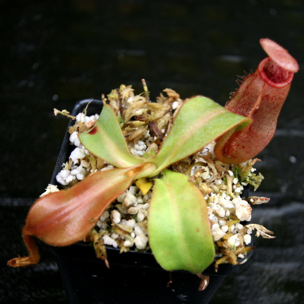 
                      
                        Nepenthes veitchii Candy x Trusmadiensis
                      
                    
