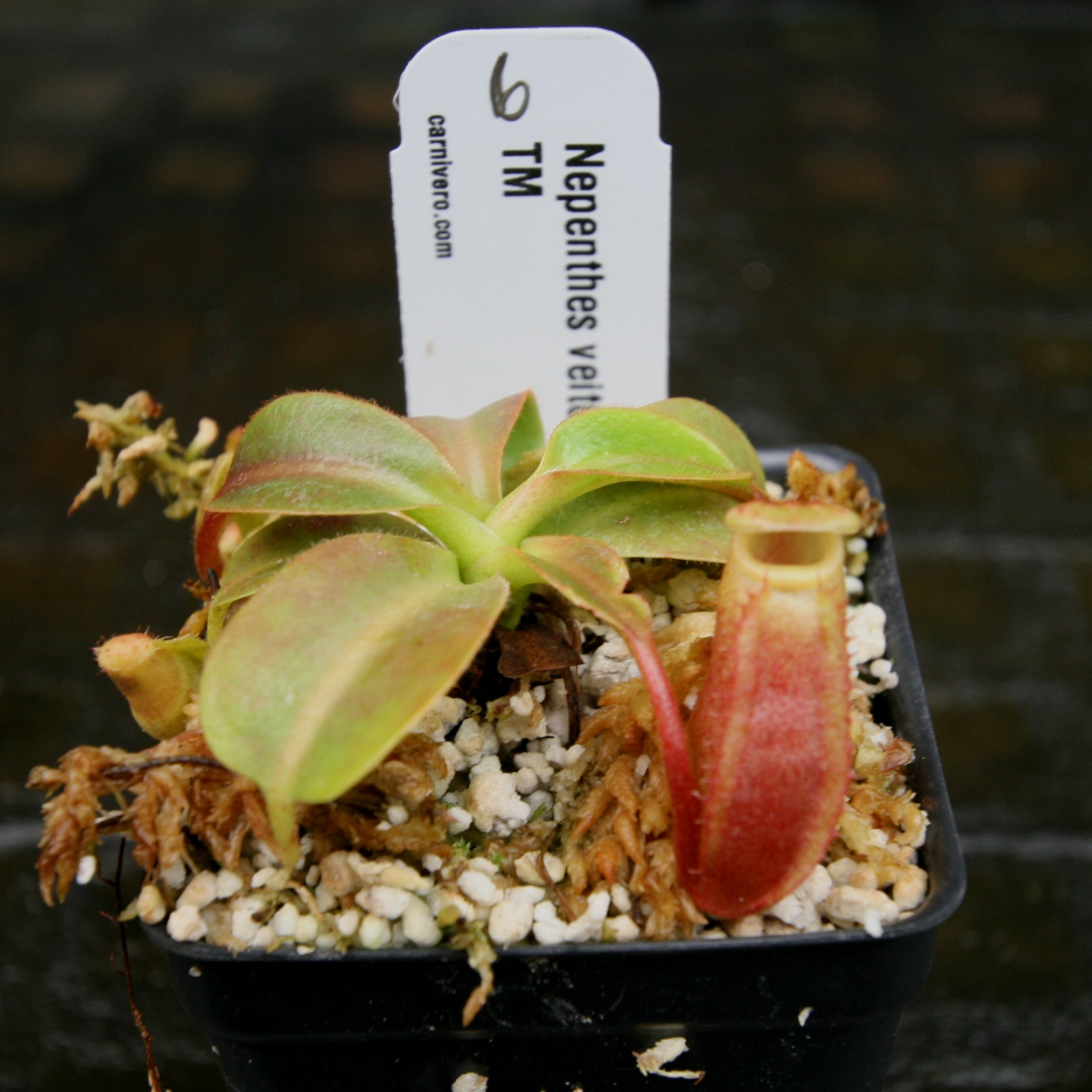 Nepenthes veitchii Candy x Trusmadiensis – Carnivero