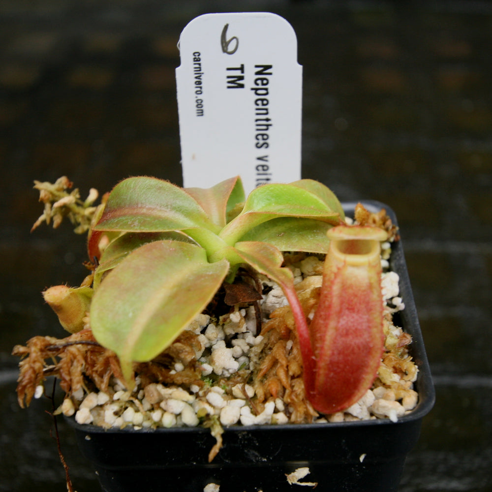 
                      
                        Nepenthes veitchii Candy x Trusmadiensis
                      
                    