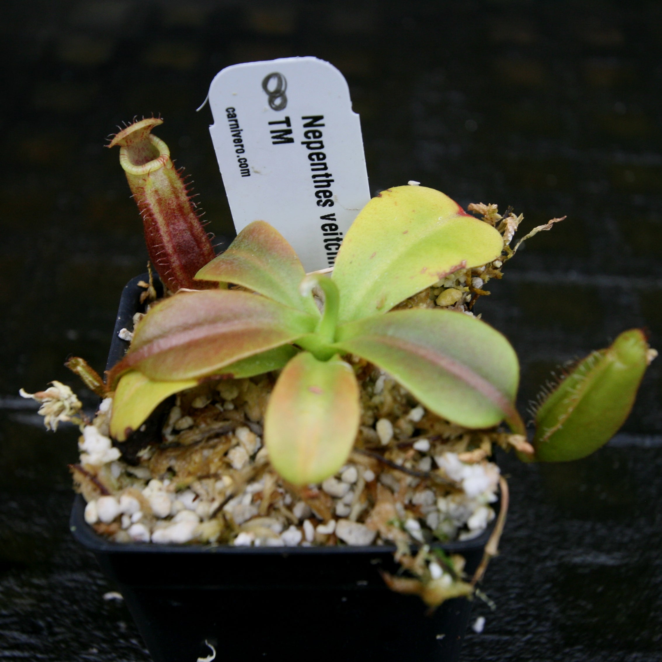 Nepenthes veitchii Candy x Trusmadiensis – Carnivero