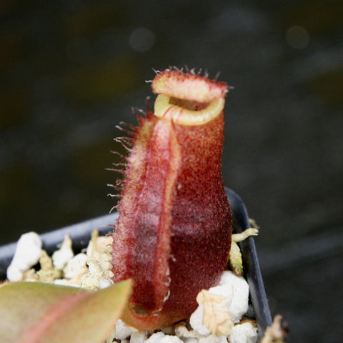 Close-up of a red Nepenthes veitchii Candy x Trusmadiensis pitcher with pale yellow peristome in a gravel pot
